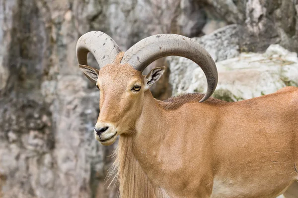 stock image Mountain goat