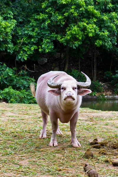Albino buffalo — Zdjęcie stockowe