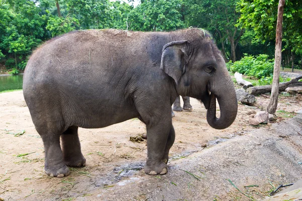 stock image Thai elephant