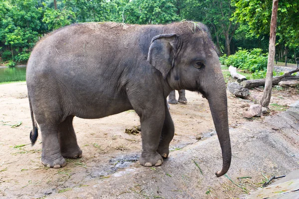 stock image Thai elephant