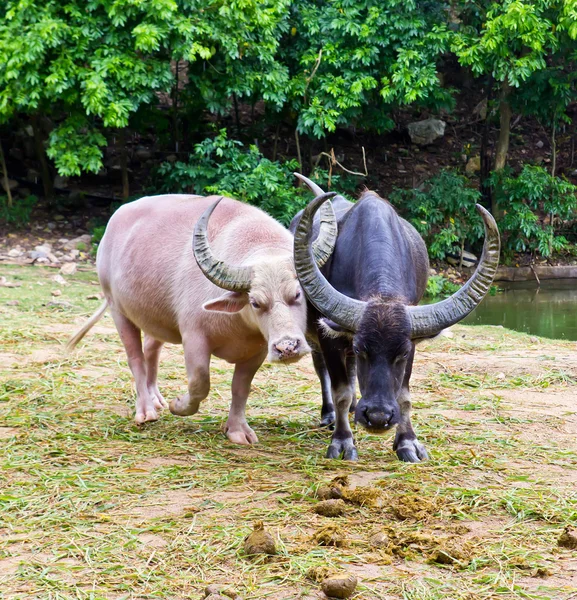 Альбинос и тайский буйвол — стоковое фото