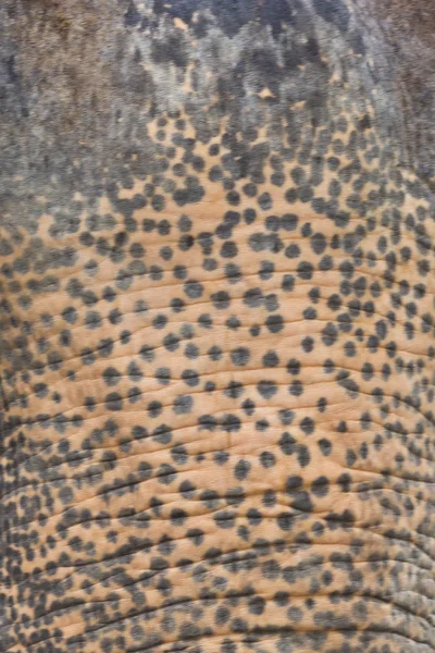 stock image Skin texture of elephant
