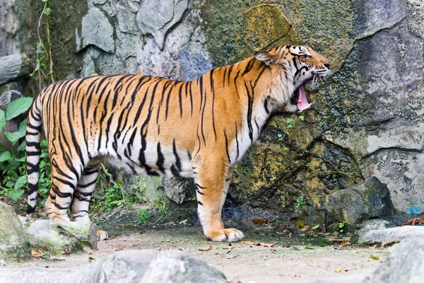 Stock image Portrait of sumatran tiger