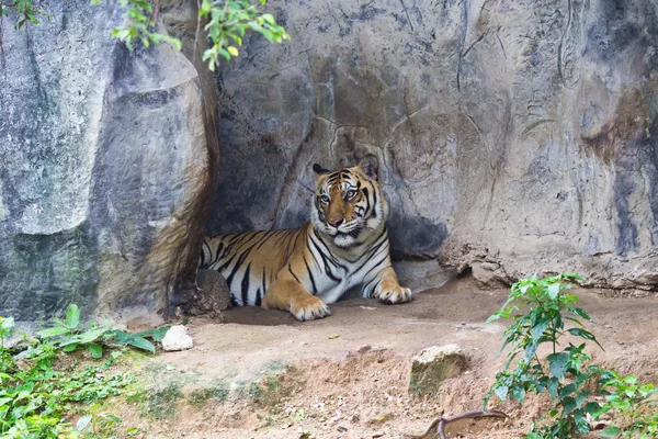 stock image Sumatran tiger