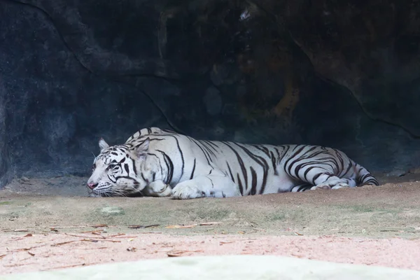 stock image White tiger