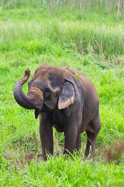 stock image Thai elephant