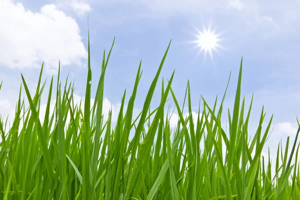 Verse lente groen gras geïsoleerd — Stockfoto