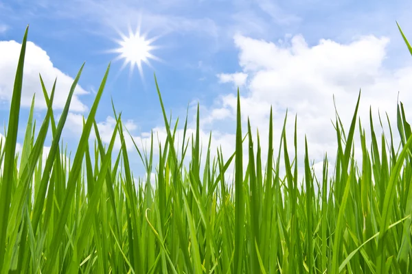 Zelená tráva a slunce — Stock fotografie
