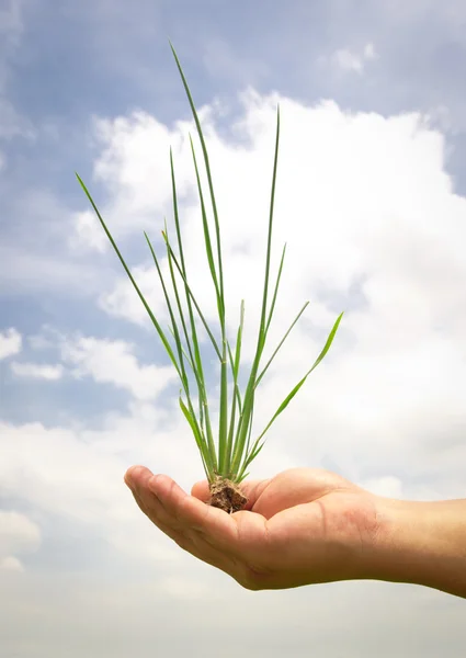 Green grass in hand — Stock Photo, Image