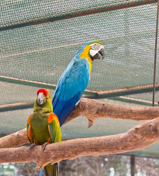 Portrait of macaw — Stock Photo, Image