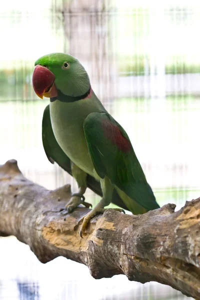 Кольцевой попугай — стоковое фото