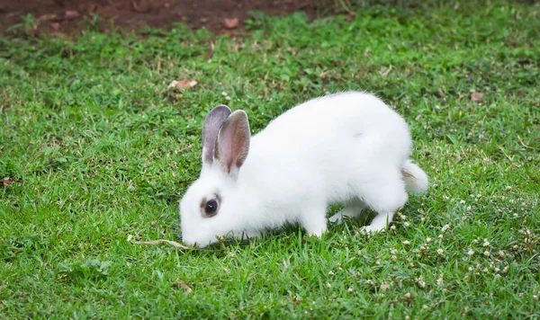 흰 토끼 — 스톡 사진
