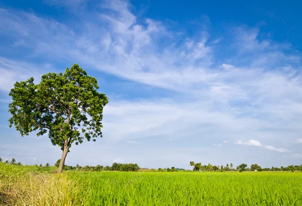 Árvore no campo de arrozal — Fotografia de Stock
