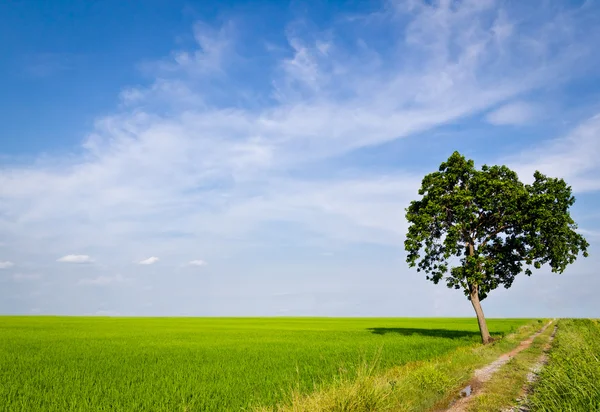 Tree in paddy field — Stock Photo, Image