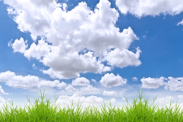 Frisches frühlingshaftes grünes Gras gegen blauen Himmel — Stockfoto