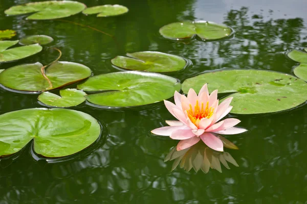 Lírio de água rosa e folha na lagoa — Fotografia de Stock