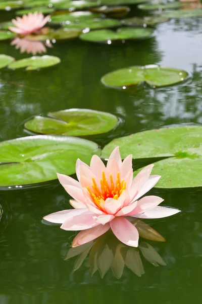 Lírio de água rosa na lagoa — Fotografia de Stock