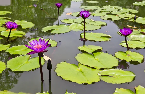 Purple water lily in pone — Stock Photo, Image