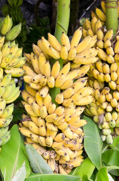 Banan żółty — Zdjęcie stockowe