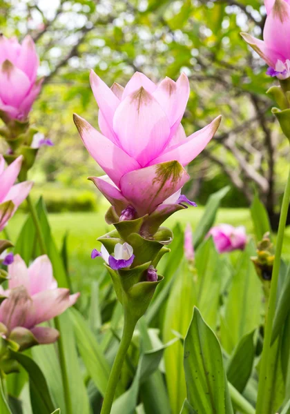 Flor de tulipán Siam —  Fotos de Stock