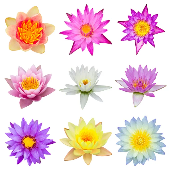 stock image Collection of water lily isolated