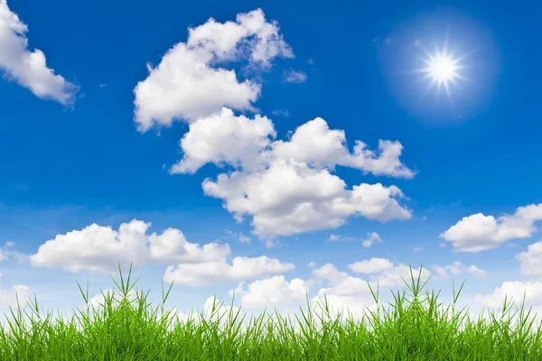 Frisches frühlingshaftes grünes Gras gegen blauen Himmel — Stockfoto