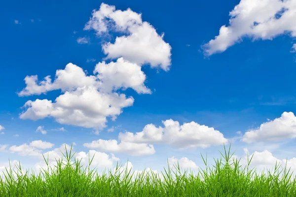 Friss zöld tavaszi fű ellen, blue sky — Stock Fotó
