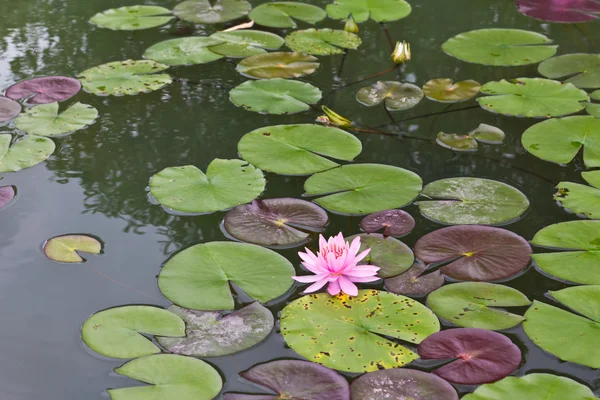 Pink water lily and leaf in pond — Stock Photo, Image