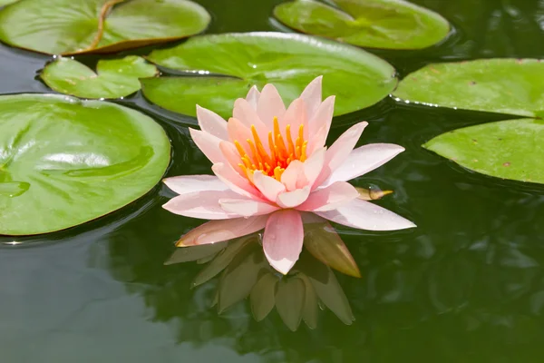 Pink water lily and leaf in pond — Stock Photo, Image
