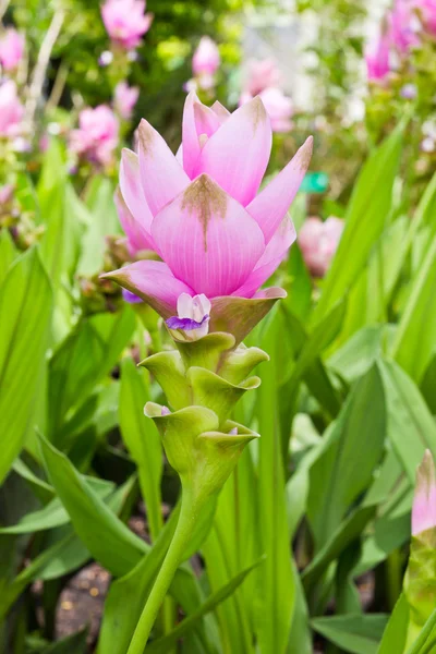 stock image Siam tulip flower