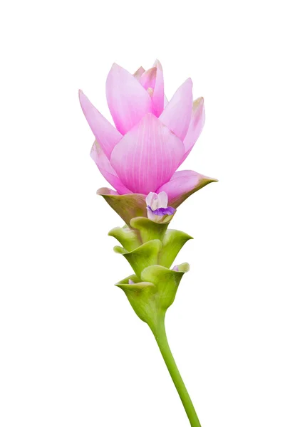 Siam tulip flower isolated with clipping path — Stock Photo, Image