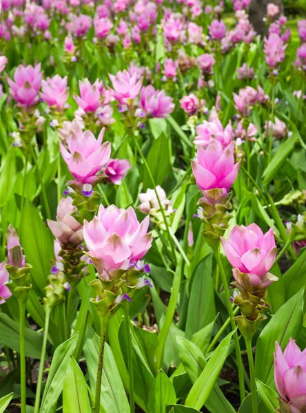 Champ de tulipes Siam — Photo
