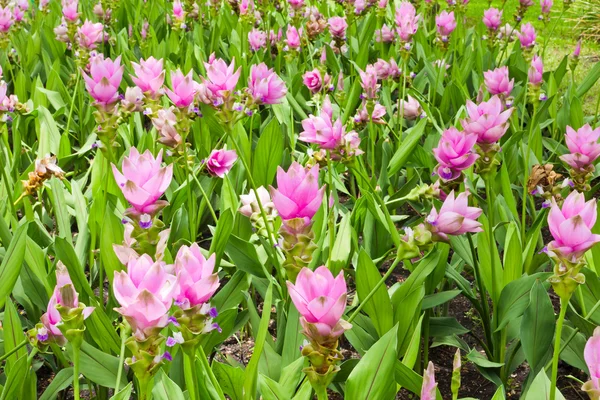 Siam Tulipanowe pole — Zdjęcie stockowe