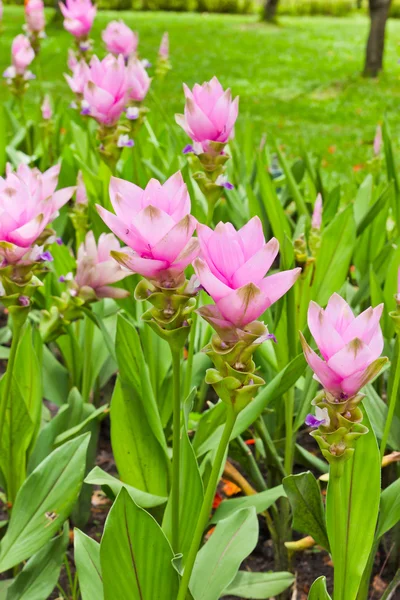 Campo de tulipán Siam —  Fotos de Stock