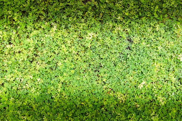 Giovane pianta verde per sfondo — Foto Stock