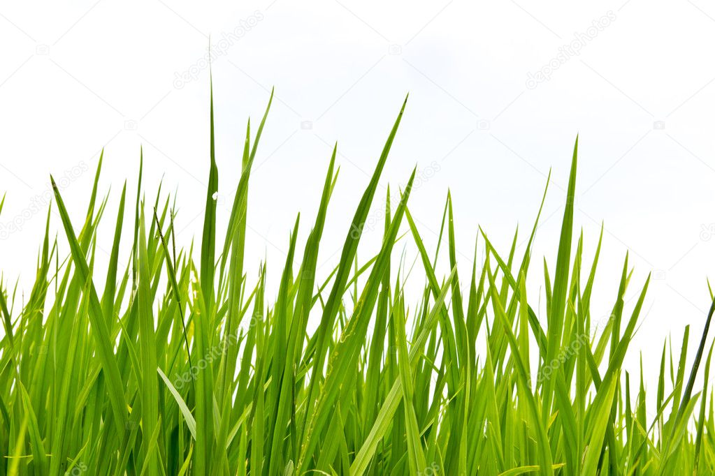 Fresh spring green grass Isolated