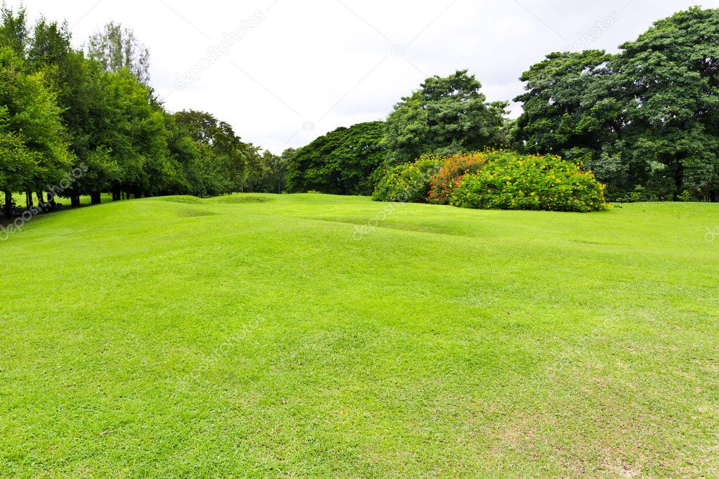 Green grass field in the park