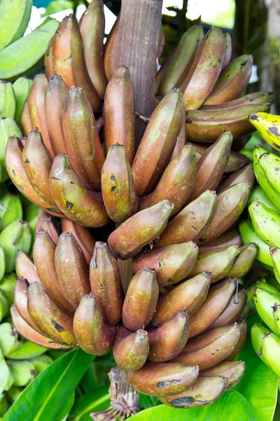 Black banana , thai species — Stock Photo, Image