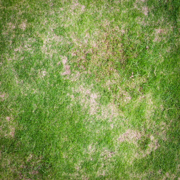 Textura zelené trávy pro pozadí — Stock fotografie
