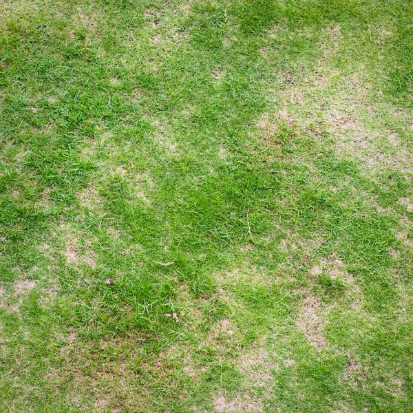 Textura de grama verde para fundo — Fotografia de Stock