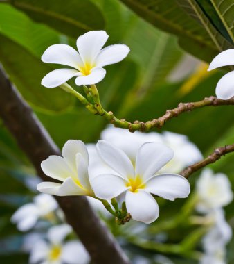 Beyaz frangipani plumeria çiçek