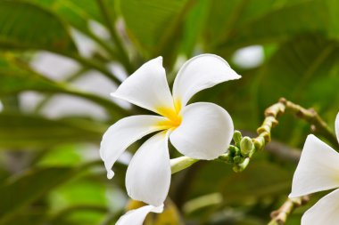 Beyaz frangipani plumeria çiçek