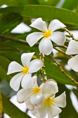 Beyaz frangipani plumeria çiçek