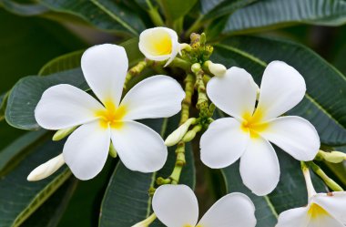 Beyaz frangipani plumeria çiçek