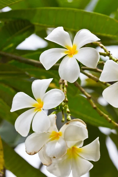 Flor de plumeria frangipani branca — Fotografia de Stock