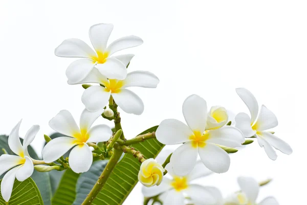 Bílá frangipani na bílém pozadí — Stock fotografie