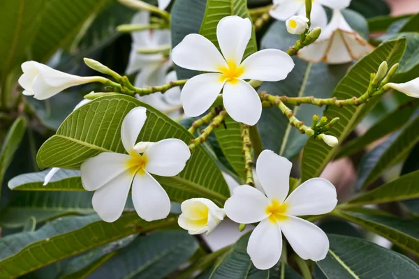 Белый цветок франджипани плюмерия — стоковое фото