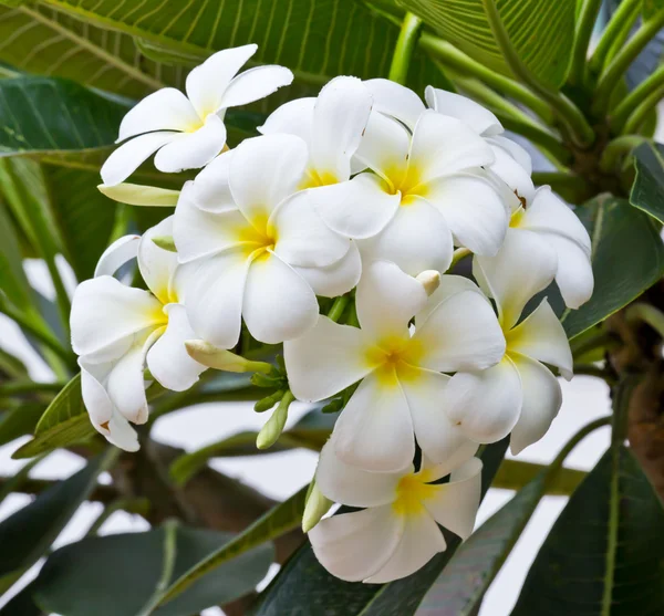 Bílá keře plumeria květ — Stock fotografie