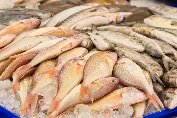 Fresh fishes in the market — Stock Photo, Image