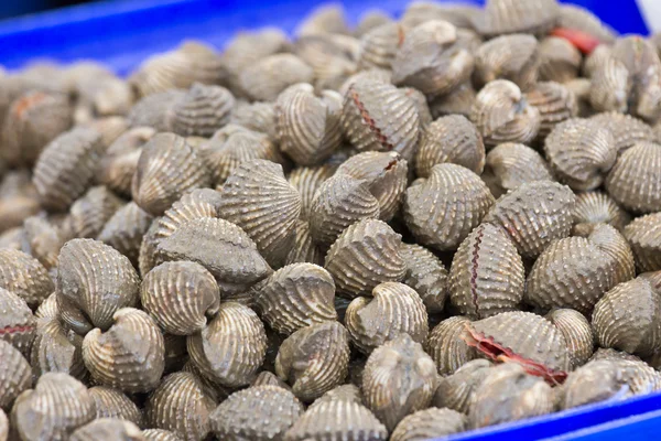 stock image Fresh cockle in the market